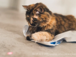 激光笔对猫有害吗？