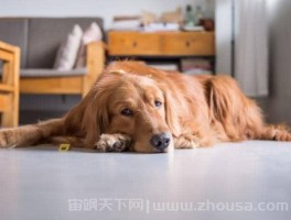 宠物狗在屋里大便，应该如何处理？